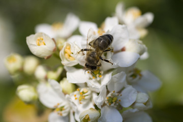 Ape su un fiore