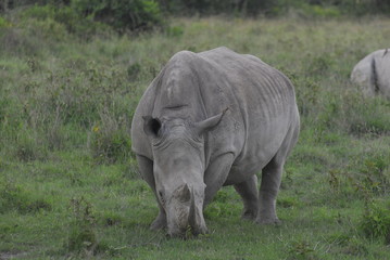 Fototapeta premium The Rhinoceros (Rhinocerotidae), lake Nakuru, Kenya