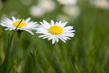 Obraz premium gänseblümchen