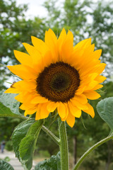 Obraz premium Sunflower