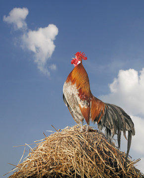 Hahn kr&auml;ht vor Himmel