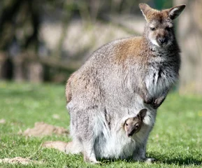 Fototapete Känguru Känguru