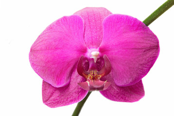 close-up pink orchid  isolated on white