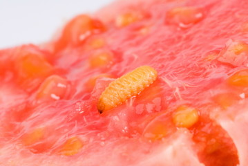 Guava Worm © Vinicius Tupinamba