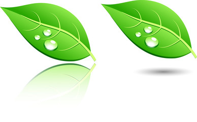 Green leaf icons. Vector illustration.