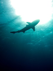Contraluz con Tiburon