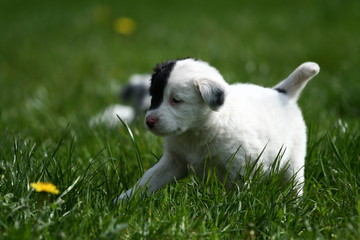 Hundewelpen