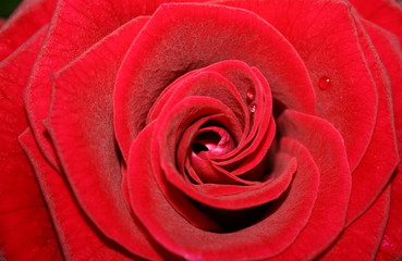 rote rose