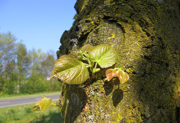 young birch leaves