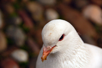 white pigeon