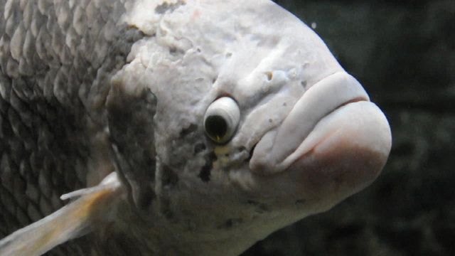 Gro&szlig;er Fisch
