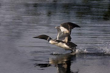 Common Loon (Gavia immer) Taking Flight