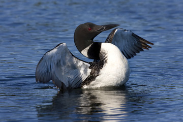 Common Loon VIII (Gavia immer)