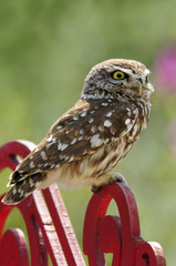The Little Owl (Athene noctua), K.Tivon, Israel