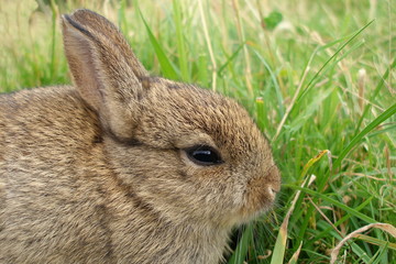Rabbit's Head