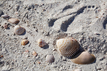 Sand and shells.