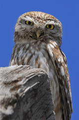 The Little Owl (Athene noctua) looking into the camera, Israel