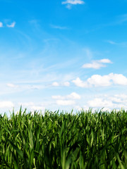 Young wheat field at spring