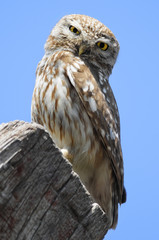 The Little Owl (Athene noctua), K.Tivon, Israel