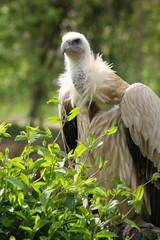 vautour fauve,gyps fulvus
