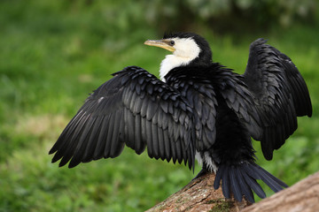 Cormoran pie - Phalacrocorax melanoleucos