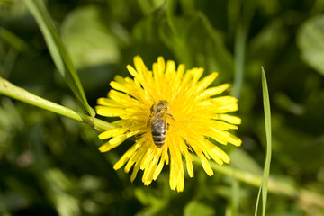 Impollinare
