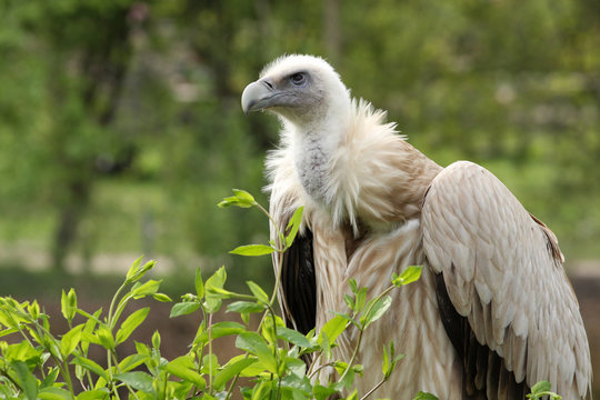 vautour fauve,gyps fulvus