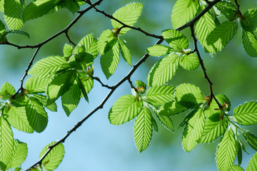 Leaves