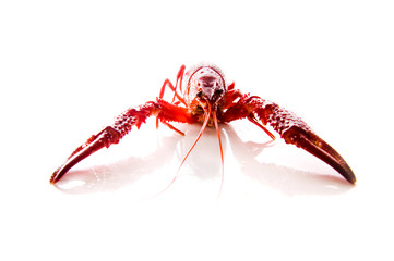 Crayfish isolated