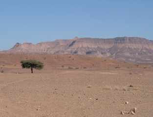 Fototapeta na wymiar arbre isolé dans un paysage désertique