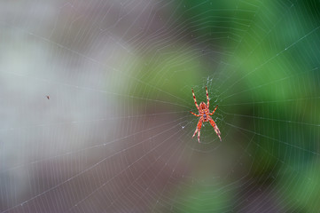 Spider