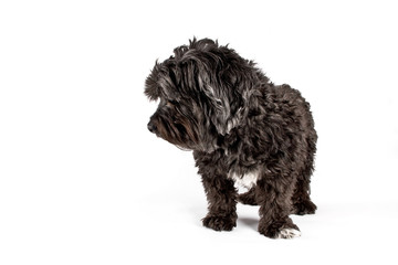 dog looking at the floor