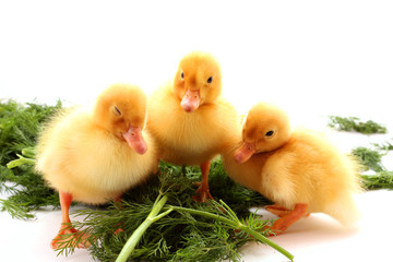 Cute little ducklings isolated and green grass