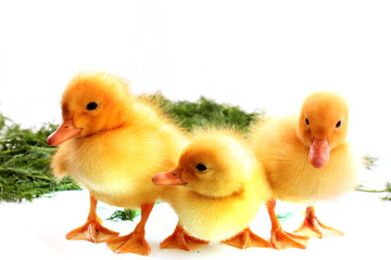 Cute little ducklings isolated and green grass