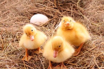 yellow fluffy ducklings on the hay