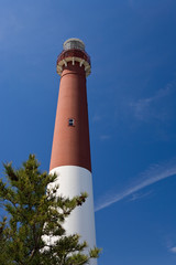 Barnegat Lighthouse with Foreground Tree