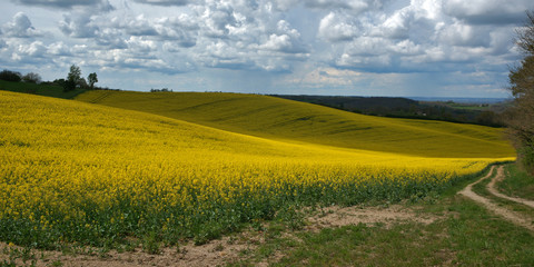 Fototapeta premium Chemin de campagne