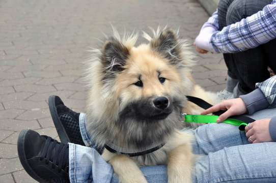 hundeblick