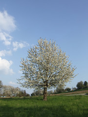 Fototapeta na wymiar Blühender Kirschbaum auf der Reichenau