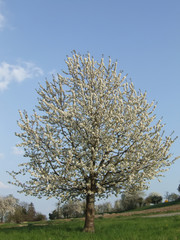 Blühender Kirschbaum auf der Reichenau