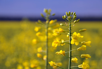 Canola