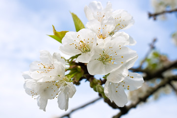 cherry tree flowers