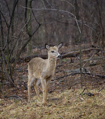 Obraz na płótnie Canvas blonde whitetail deer