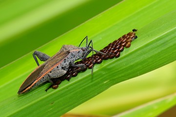 stink bug and egg in the parks