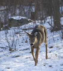 Lonely winter doe