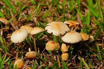 wild mushroom in the parks