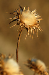 silybum marianum