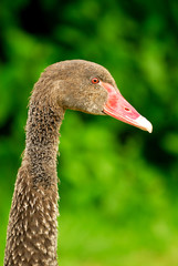Schwarzer Schwan