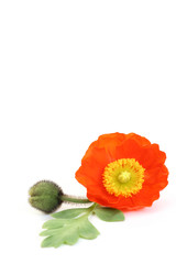 red poppy