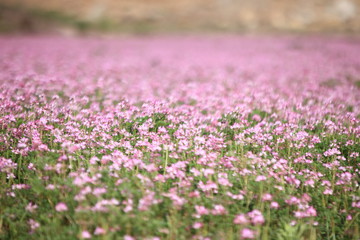 Fototapeta premium Frühling in Südkorea
